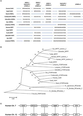 How to Contribute to the Progress of Neuroendocrinology: Discovery of GnIH and Progress of GnIH Research